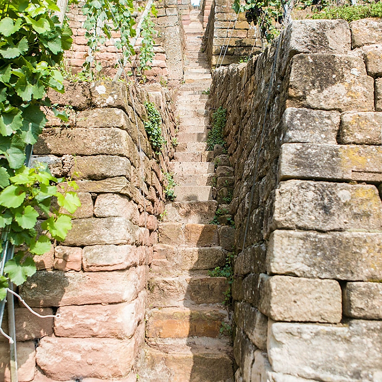 Ein echtes Charakteristikum der Steillagen: Die Weinbergstaffeln in Esslingen am Neckar. Foto: Benjamin Stollenberg